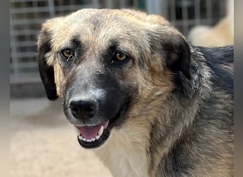 KORA❤️sanfte Seele sucht sehnsüchtig ein liebevolles Zuhause & Geborgenheit