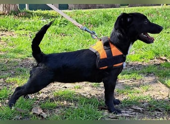 Liberty, aufgewecktes kleines Hundemädchen sucht ein Zuhause