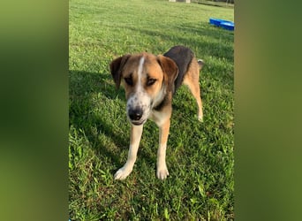 Thor - Traumhund sucht Familie