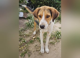 Hudson, geb. ca. 05/2024, lebt in GRIECHENLAND, auf einer privaten Pflegestelle