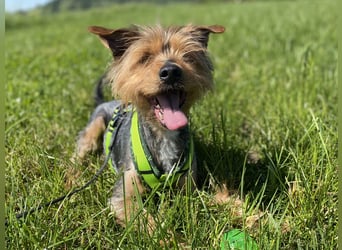 Coco, aktiv und katzenfreundlich