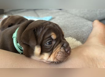 Exotic Bully Bulldog OEB Welpen Bulldogge