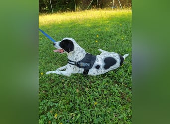 lieber Pointer Mischling Merlin sucht ein Zuhause oder Pflegestelle