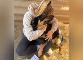 MIMI - traumhafte Schäferhund-Mix-Hündin