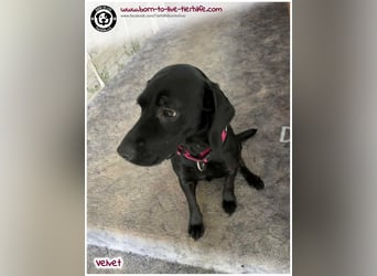 Velvet sucht ein neues Zuhause