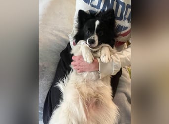 Leopold SR - kleiner Spitz mit großem Charme sucht seinen Platz im Leben