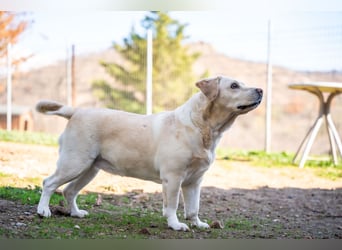 Tzemma - in 74417 Geschwend auf Pflegestelle