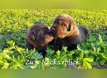 Labrador Welpen in der Farbe chocolate und blond vom Züchter