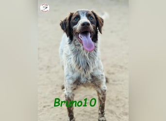 Bruno10 geb. 09/2023 (ESP) - liebevoller, verspielter und anhänglicher Bretonischer Spaniel!