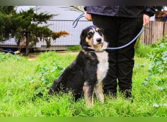 Kathy, Mix Border Collie / Griffon, lieb und sozial