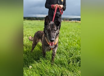 Nelson ein toller Hollandse Herder Mix