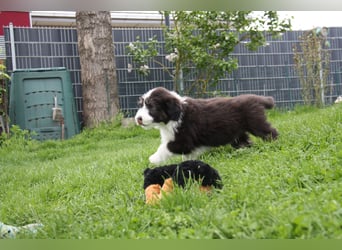 Bearded Collie Welpen, wir sind bereit für die Welt!