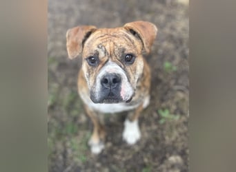 Continental Bulldog Hündin