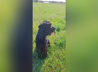 Jacky VI – Lebensfroher Riesenschnauzer sucht aktives Zuhause