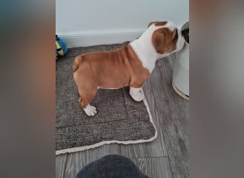 Englische Bulldogge  Welpen