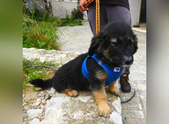 Gobi sucht ein Zuhause