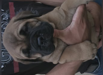 Bullmastiff Welpen