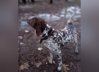 Theo, Deutsch Kurzhaar auf der Suche nach einem tollen Zuhause!