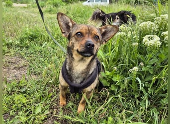 Kleine Gina sucht ein verständnisvolles Zuhause