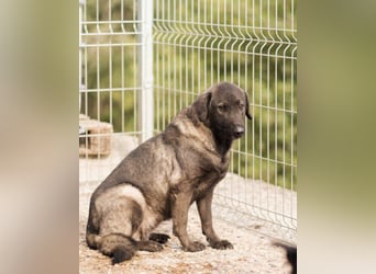 Schüchterne VIVA - sucht Liebe, Halt und Verständnis