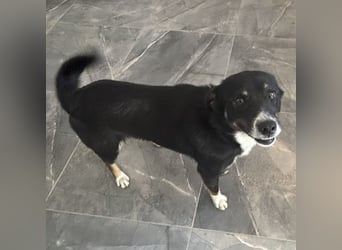 Socke - absoluter Familienhund