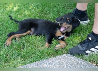 BALTO-zutraulich, wunderbar fröhlich,voller Lebensfreude auf der Suche nach seiner"Für-immer-Familie