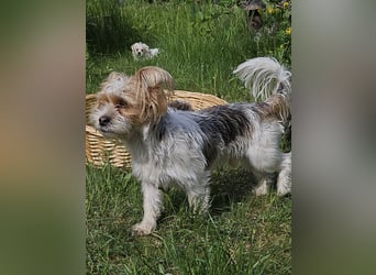 Shih Tzu Mix Welpen vom 18.03.25
