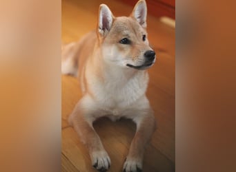 Schöne rote Shiba inu Welpe MEI,  mit FCI dokumenten