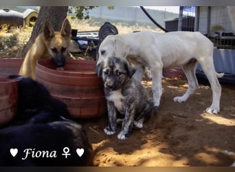 Fiona und Fineas suchen ab Anfang August ein Zuhause