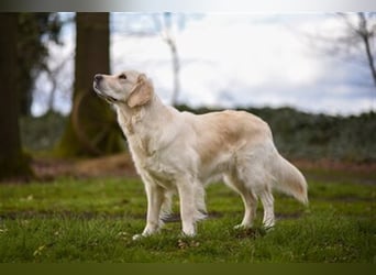 Golden Retriever creme-weiss