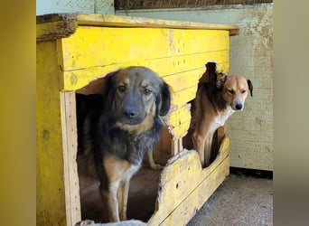 R O V E R , 3-jähriger Rüde, SH ca. mittelgroß – groß, freundlich, verspielt, verschmust, sozial