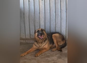 Gnadenplatz für Lucky gesucht