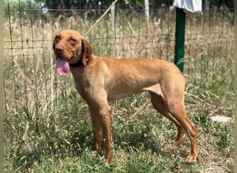 Daisy, geboren 01.12.2023, 58cm sucht ihre Menschen