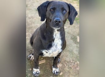Hailey, geb. ca. 06/2015, lebt in GRIECHENLAND, auf einem Gelände, Hunde werden notdürftig versorgt