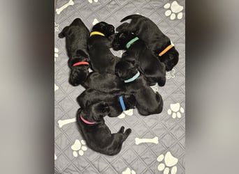 Riesenschnauzer schwarz Welpen des A-Wurf's am 02.07.25 gefallen