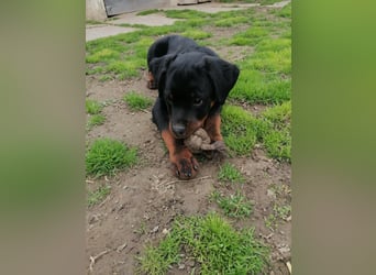 Axel, sucht eine aktive Familie….