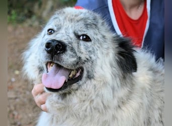 Jereld - Hund mit Sommersprossen sucht seine Familie