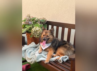 Lilo SR – Verspielte Spitzdame sucht liebevolles Zuhause