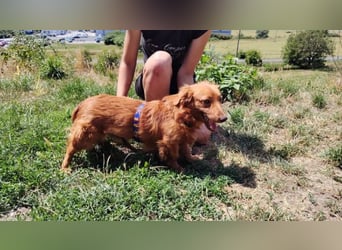 LUCKY, Dackel Mix