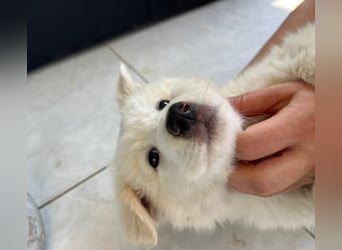 Alex – ein Wattebausch auf Pfötchen sucht ein Zuhause