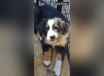 Australian Shepherd Welpen bald abgabebereit!