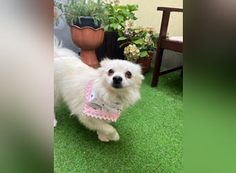 Emma SR – Kleine Hündin sucht liebevolles Zuhause