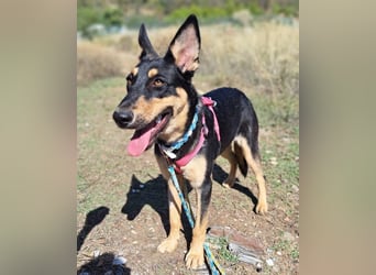 Yassi (Spanien) - wunderschöne Schäferhund-Mischlingshündin