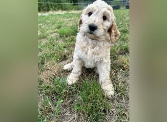schöne Labradoodle F1B Hündin sucht ihre Familie