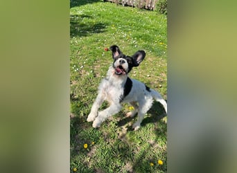 Olly