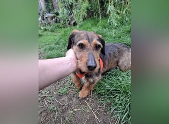 Zizi, kleine Dackel Dame möchte um die Wette flitzen