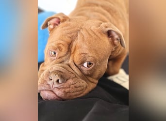 Capone - ist immer freundlich