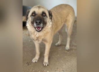 Jessica - ruhige, freundliche Kangal-Mix-Hündin / z.Zt. noch in Rumänien