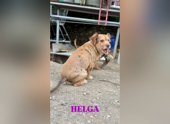 Helga - kleine Maus