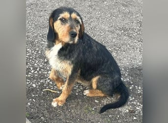 MIA - fantastische Hundedame auf Pflegestelle!